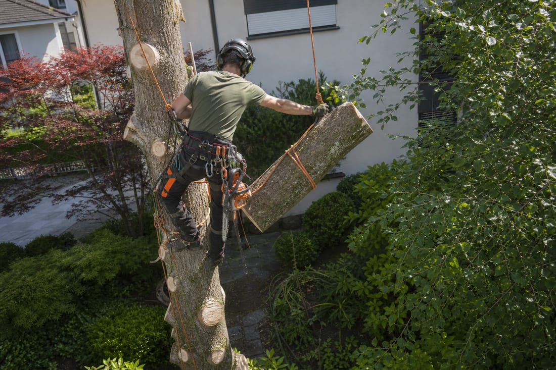 Exemple : démontage d'un arbre par sections en espace contraint